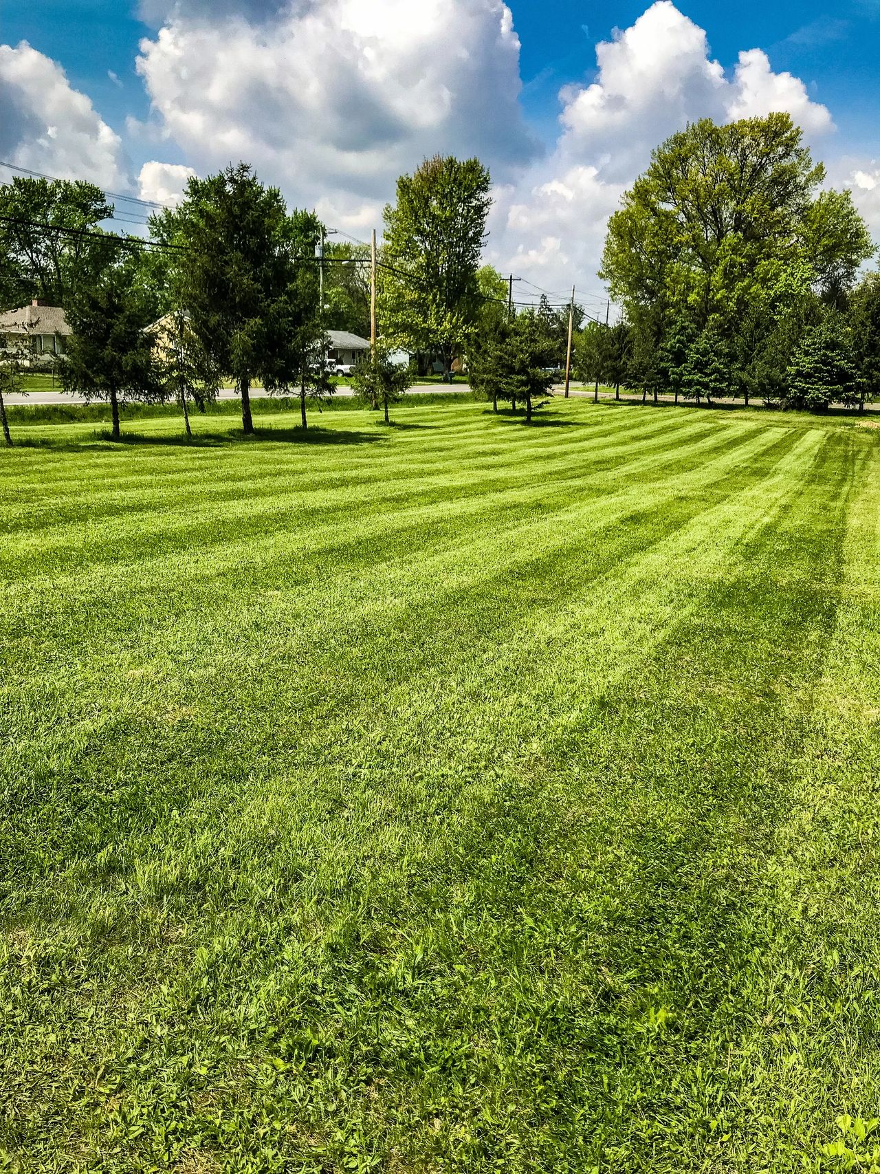 Large lawn with clean mowing stripes